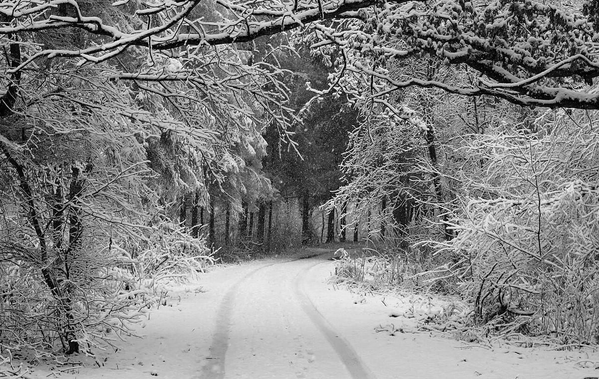 Eine verschneite Allee in Schwarzweiß, Fahrspuren führen zwischen den Bäumen hindurch